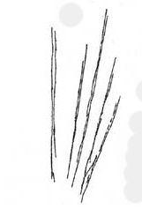 Solfjdersfigur frn Bilzingsleben