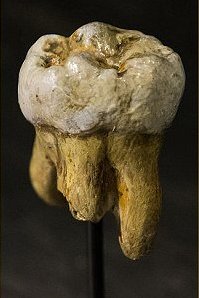 Molar frn en denisova