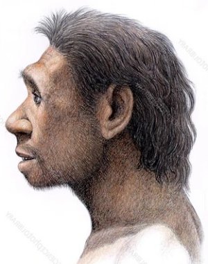 Homo antecessor