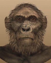 Paranthropus robustus