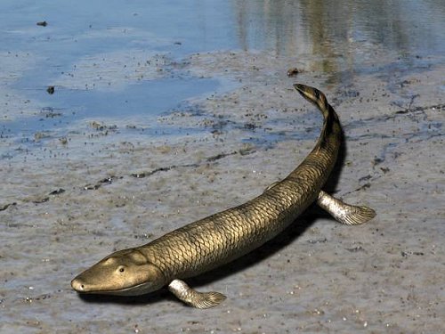 Vr ldsta frfader Tiktaalik