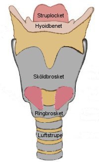 Bild av struphuvudet